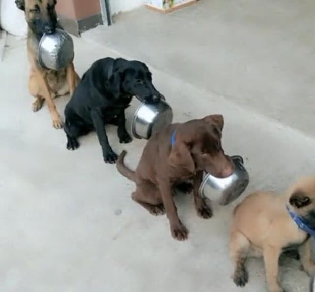 主人一声令下,四只狗狗有秩序的排队领饭,最后那只是来搞笑的?