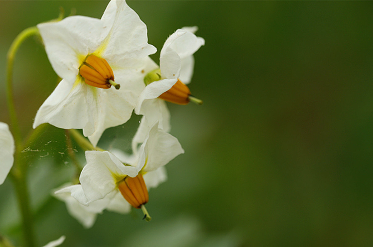在雨露中释放幽香的茄子花