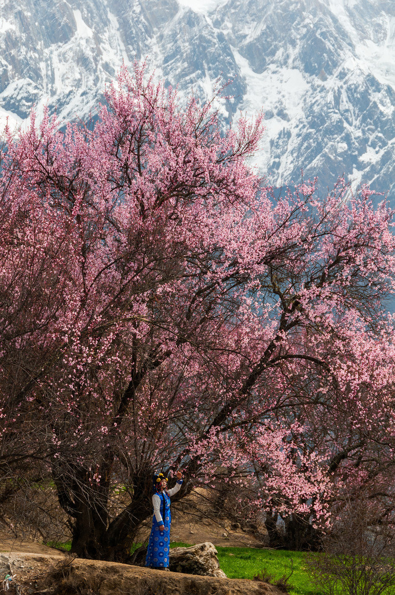 林芝索松村桃花