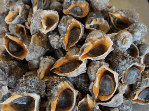 海螺排名_海螺简笔画