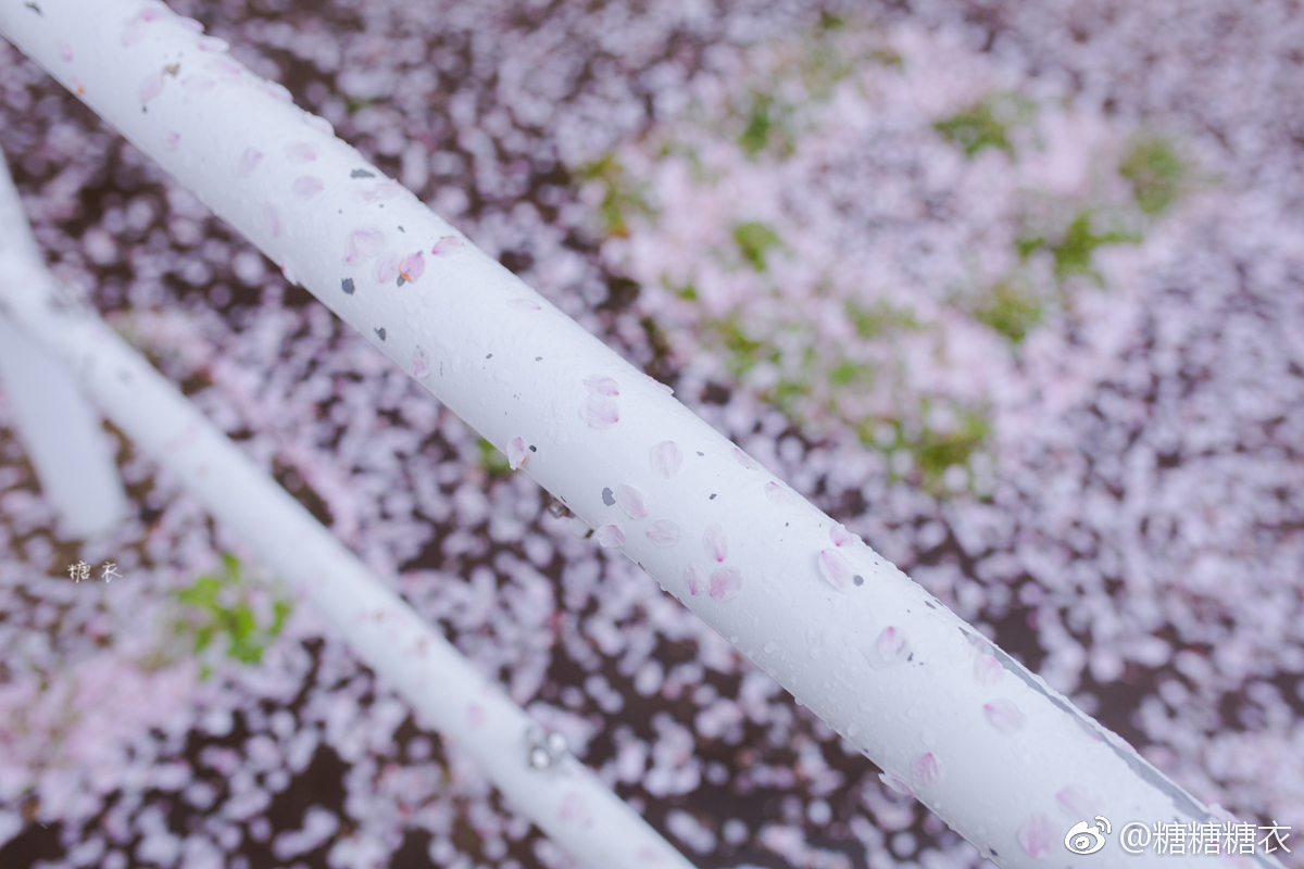 落着樱花的下雨天，路面是樱花瓣铺成的粉色地毯