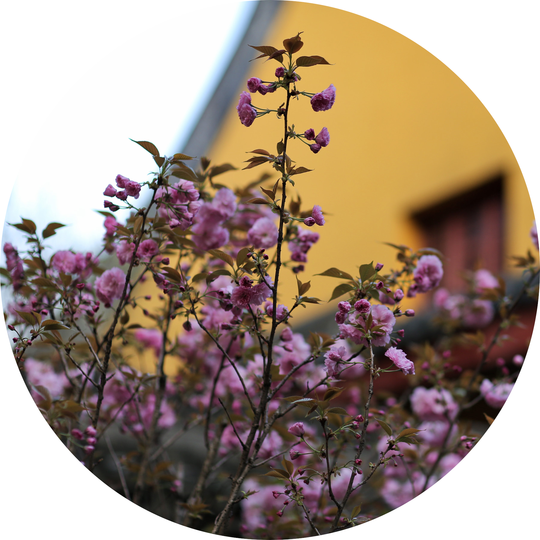 花开如你,也如寂寞.江南 | 暮春