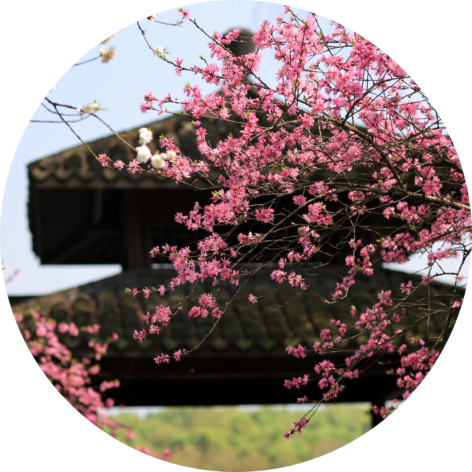 花开如你,也如寂寞.江南 | 暮春