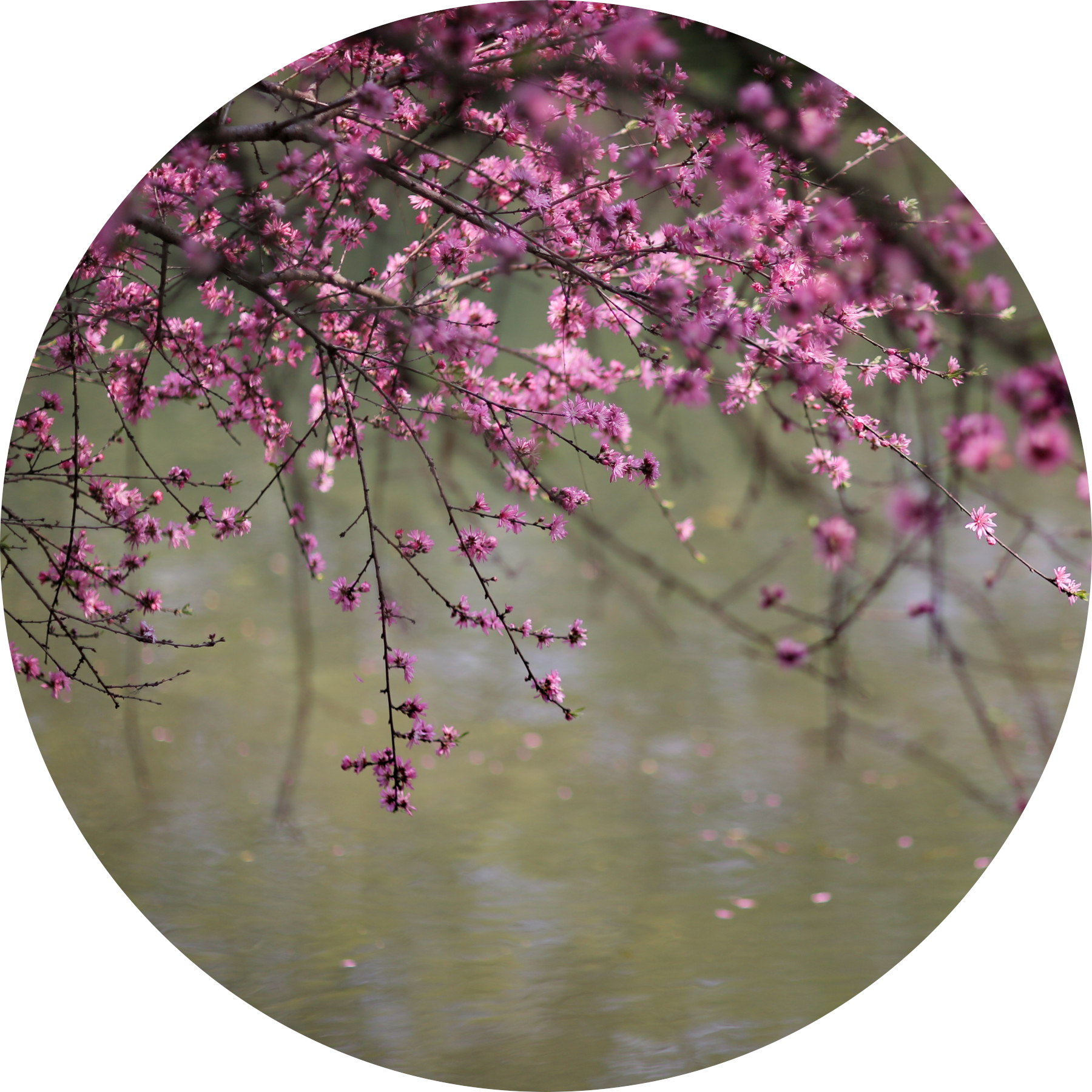 花开如你,也如寂寞.江南 | 暮春