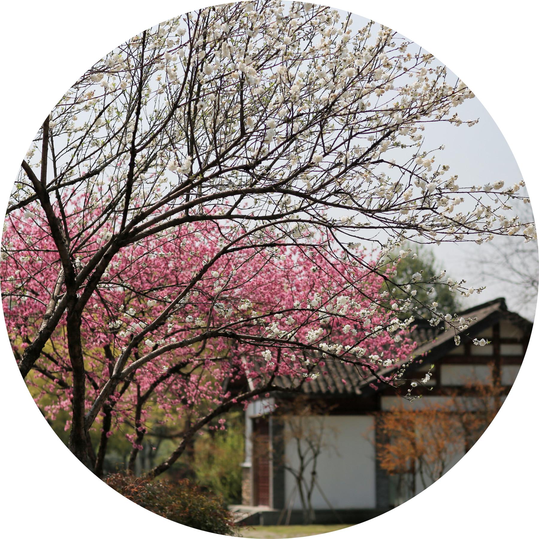 花开如你,也如寂寞.江南 | 暮春