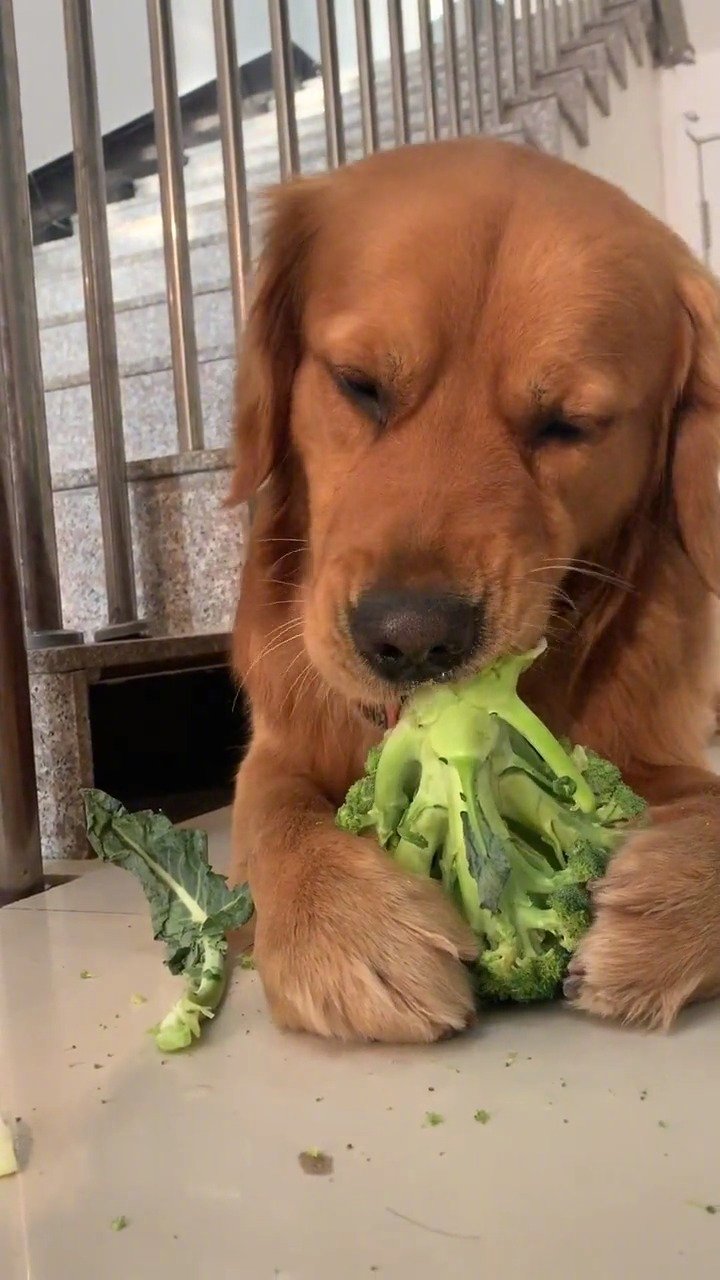 狗啃菜表情包图片