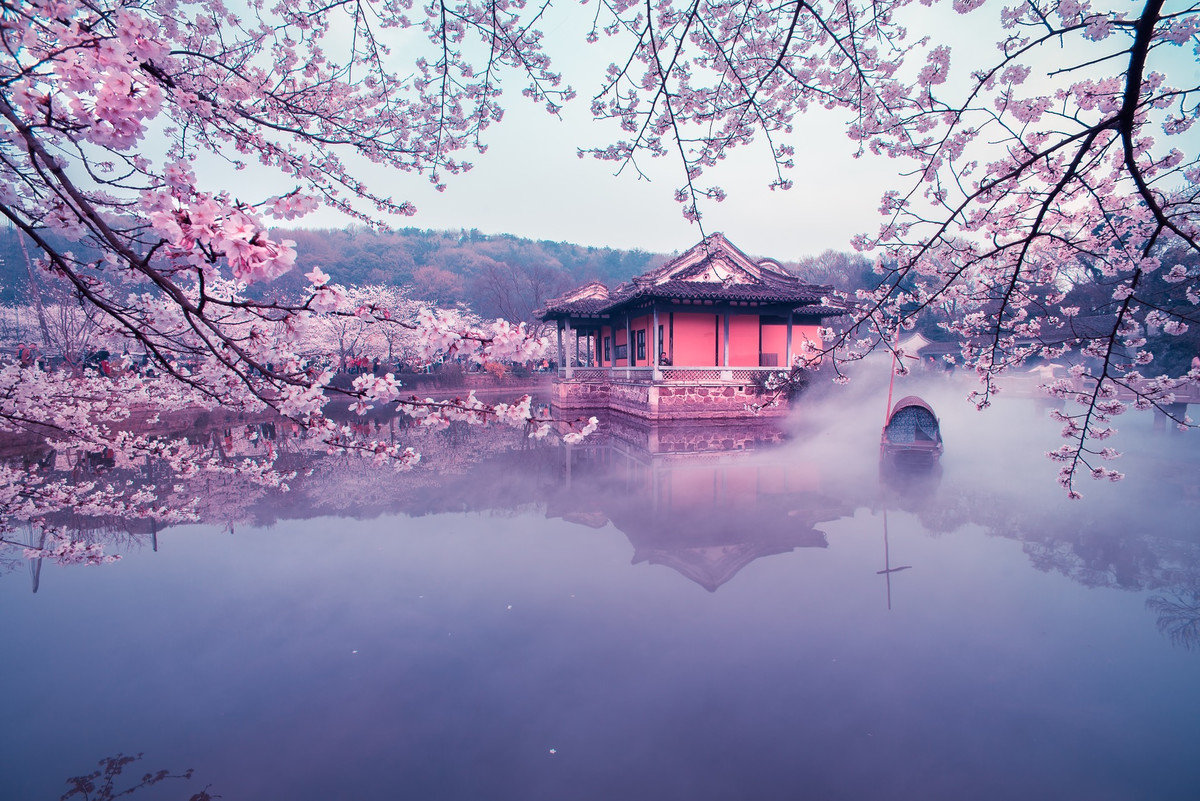 鼋头渚的樱花开了