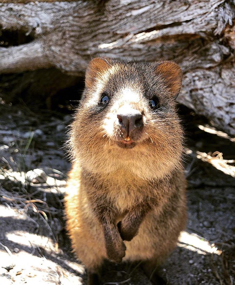 萌萌的短尾矮袋鼠,笑起来太讨喜啦