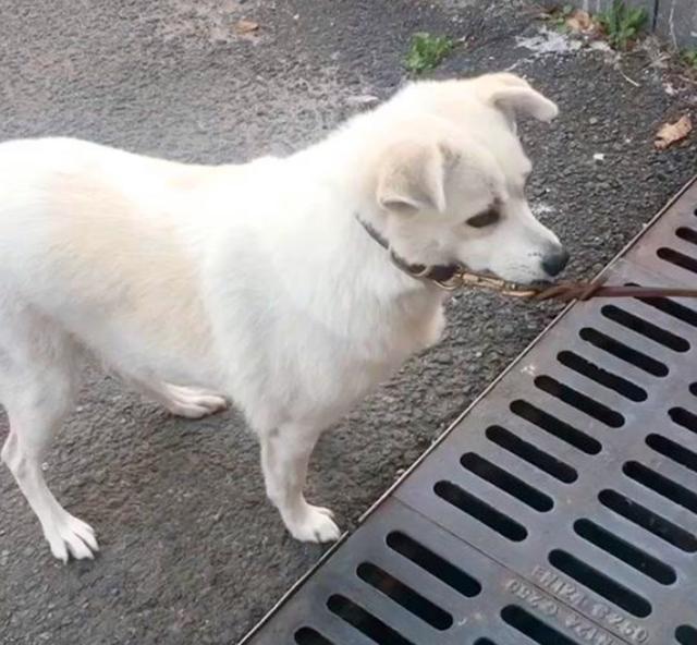 黄狗强撩小白狗白狗主人灵魂质问你有房吗黄狗羞得拔腿就跑