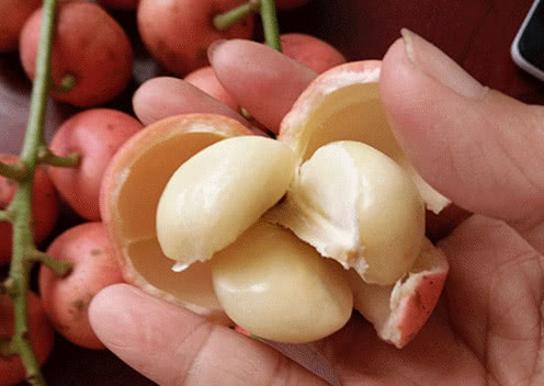 剥开像大蒜的"三丫果",树高可达15米,北方很少有人吃过!