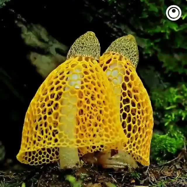 无论何时,蘑菇的生长过程都是带有奇异而诡谲的美感呐