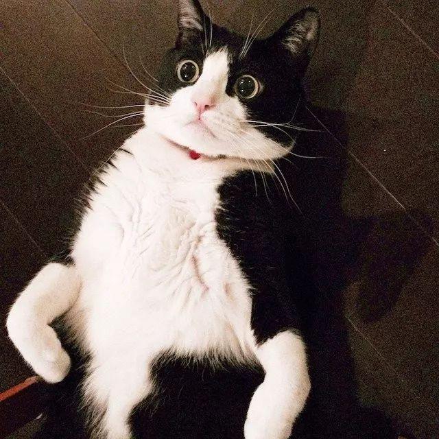 这只奶牛猫因为表情过于憨憨火遍全网