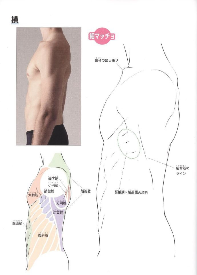 人体肌肉结构 人体肌肉结构