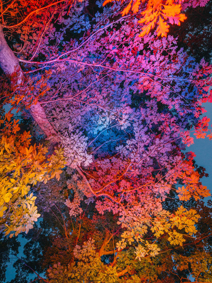 彩虹树 | daniel mercadante