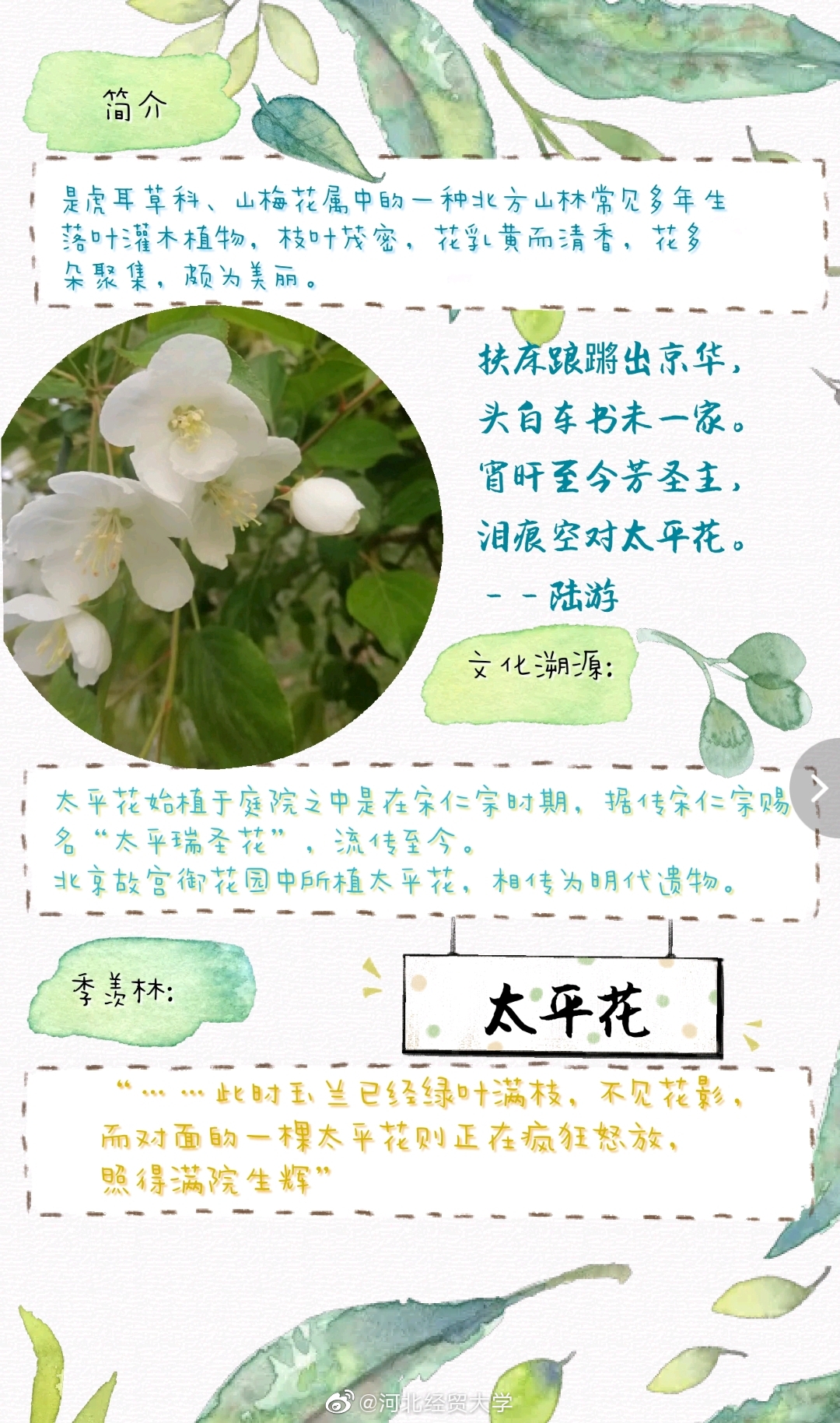 太平花花语是平安