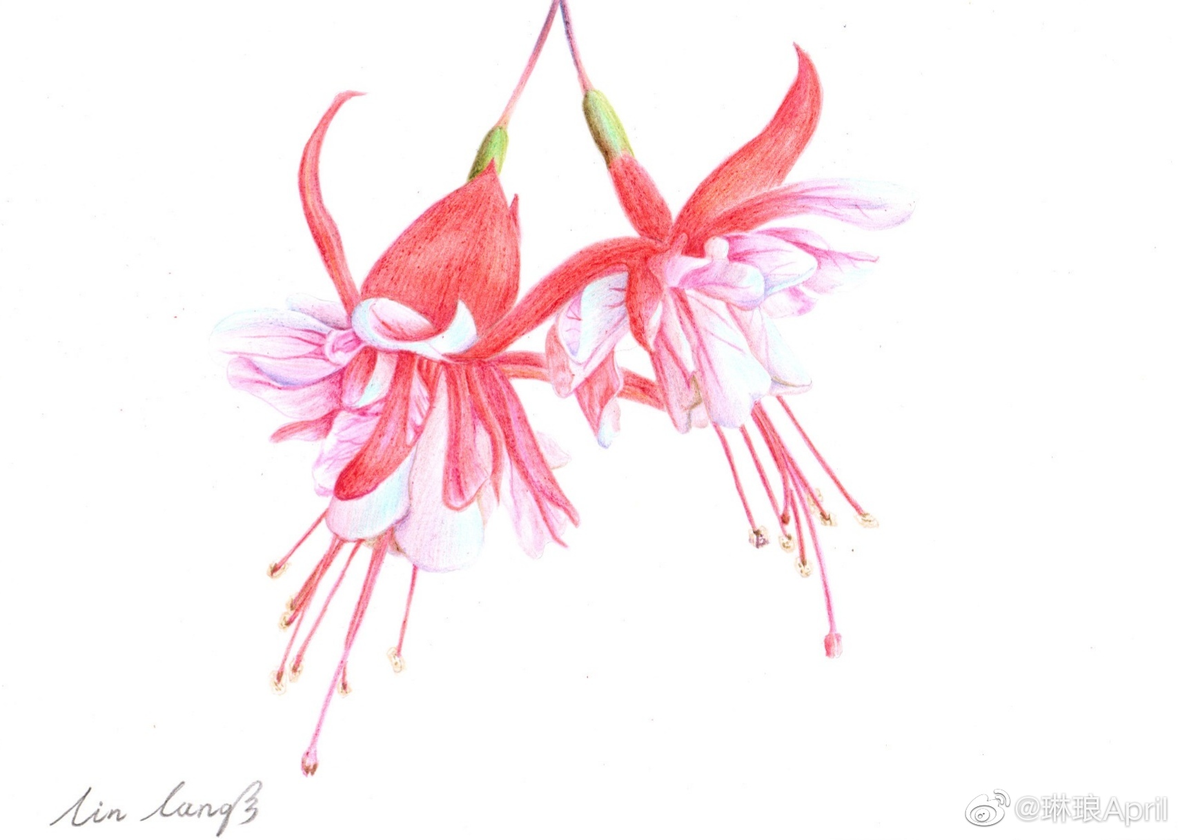 家里的灯笼花