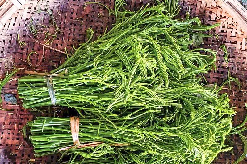 农村一种树上菜60元一斤鱼腥草不如它多数人没吃过