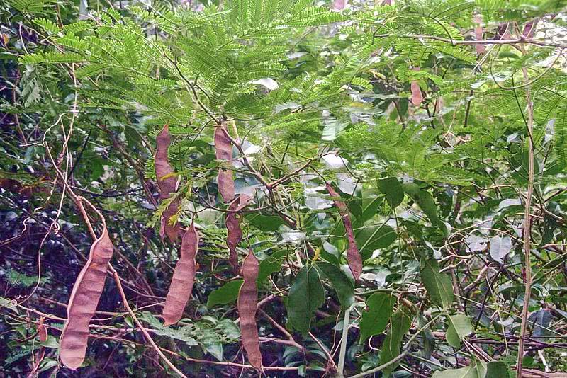 农村一种"树上菜"60元一斤,鱼腥草不如它,多数人没吃过|臭菜|羽叶