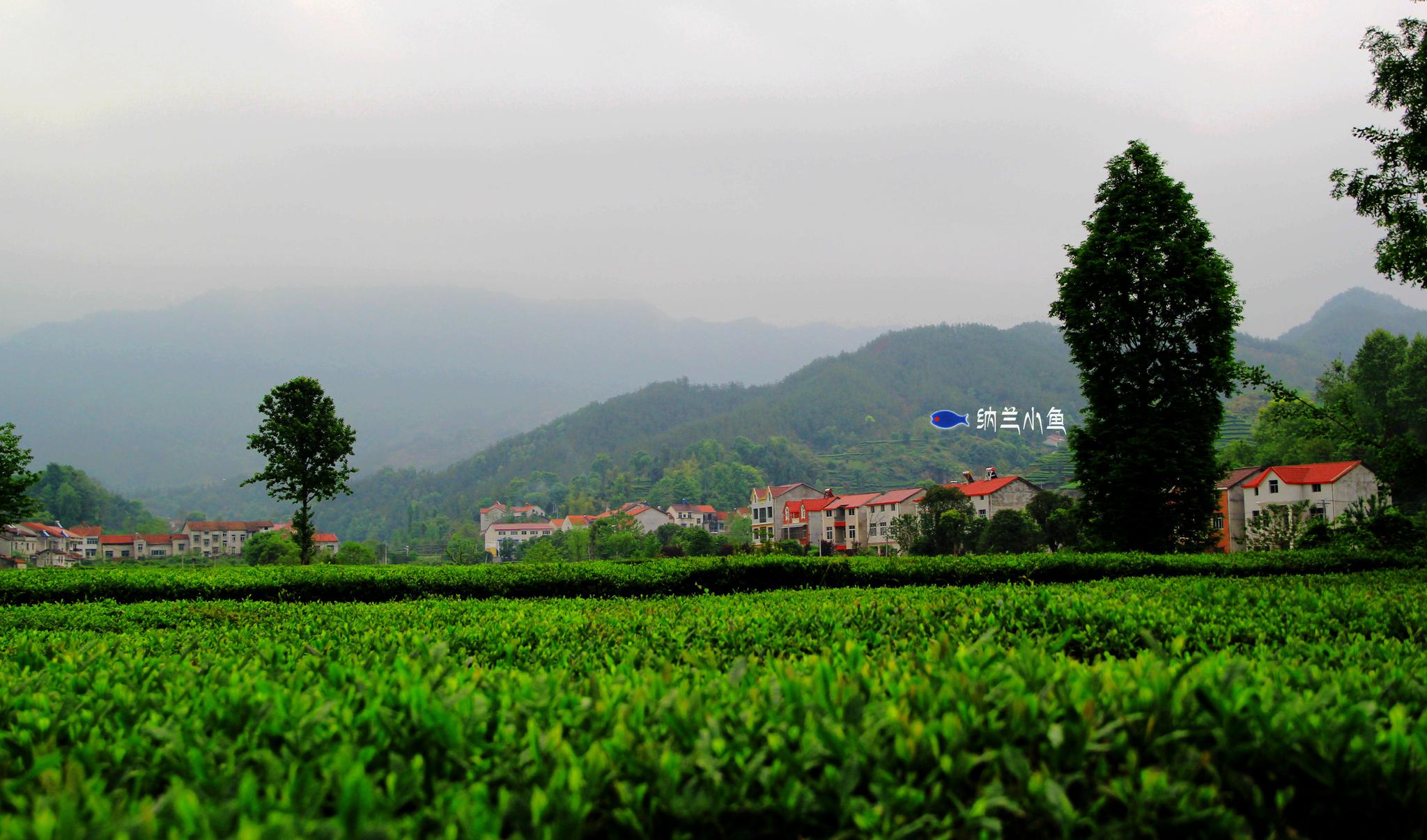 距武汉2小时湖北安徽交界处大别山南麓有个隐匿的森林童话王国