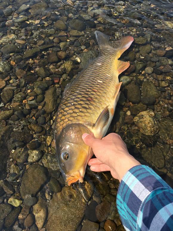 日本河里鲤鱼太多,半米多长一条,网友:一看就不能吃