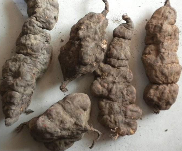 原来我们误会何首乌了它起作用的地方不是头发而是这个部位