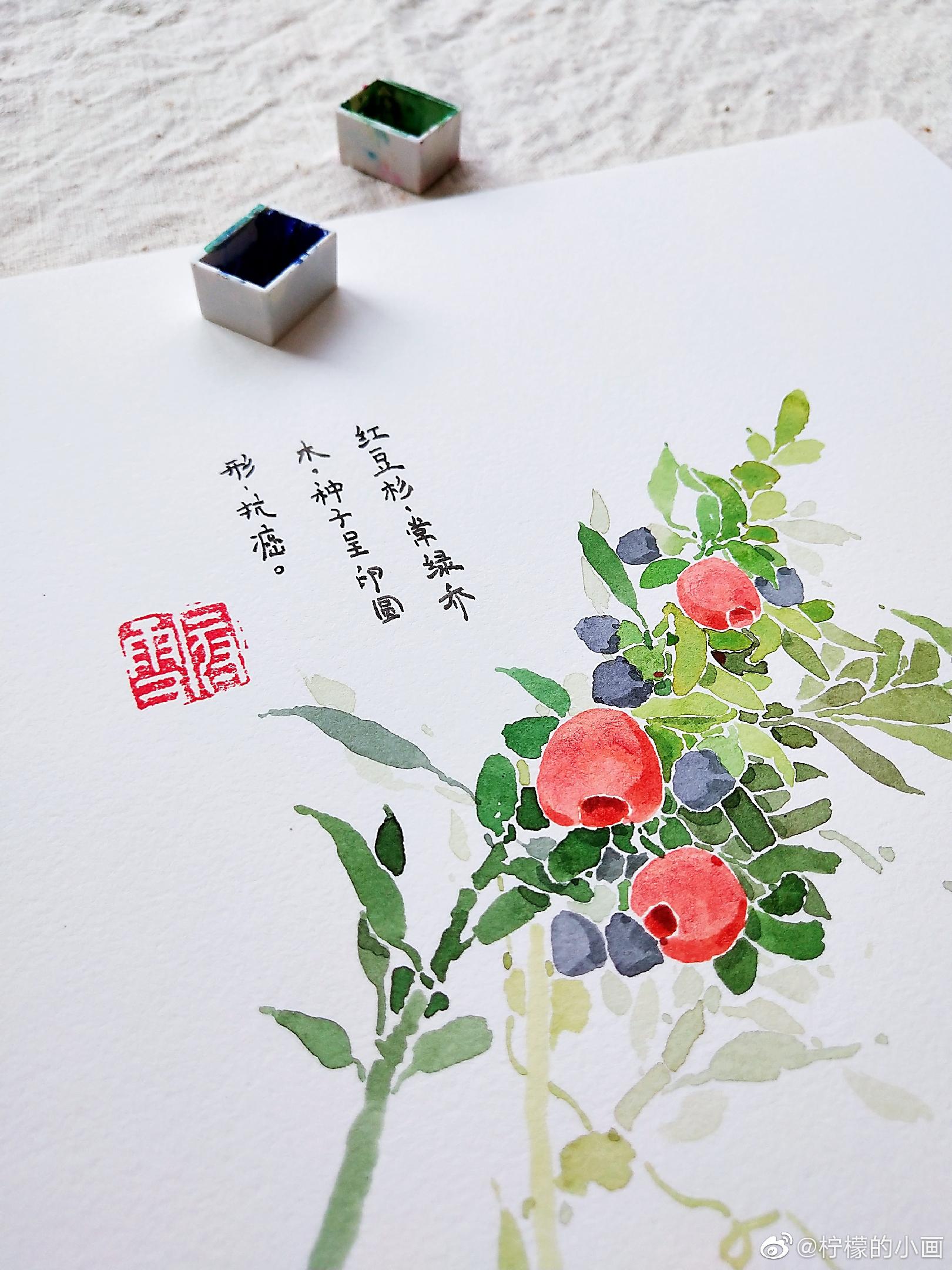 作者:@柠檬的小画红豆杉,常绿乔木,种子呈卵圆形,抗癌