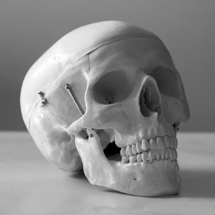 各个角度的头骨参考