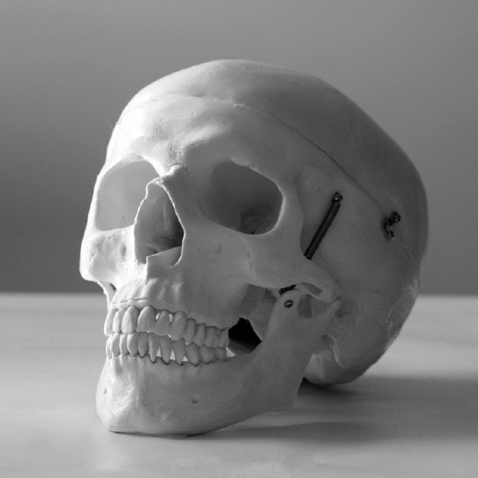 各个角度的头骨参考