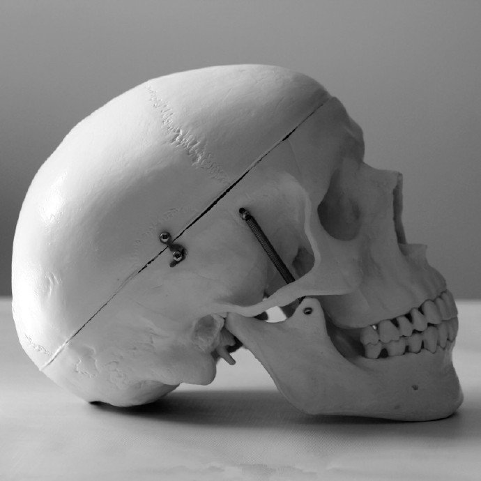 各个角度的头骨参考