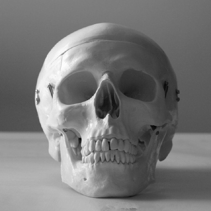 各个角度的头骨参考