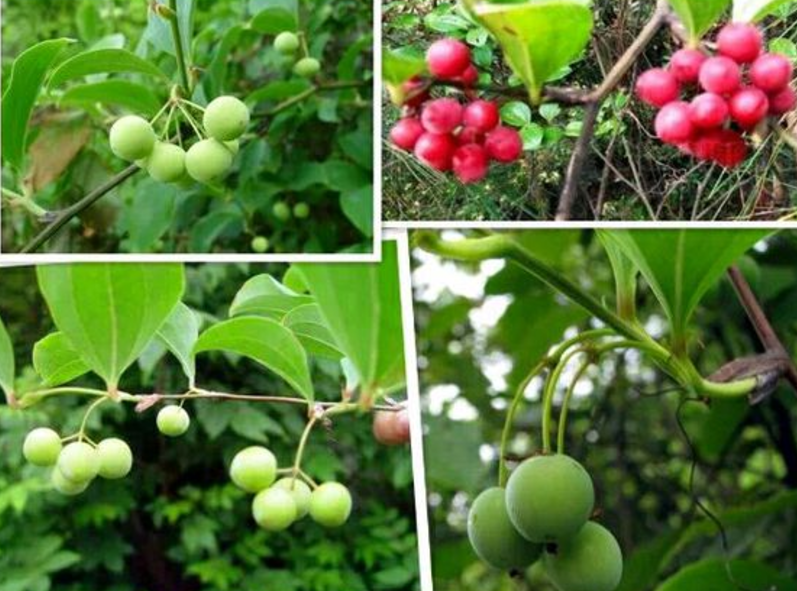 一斤能卖80元,俗称"菝葜",是治风湿腰腿痛的良药,泡酒有特效|金刚藤