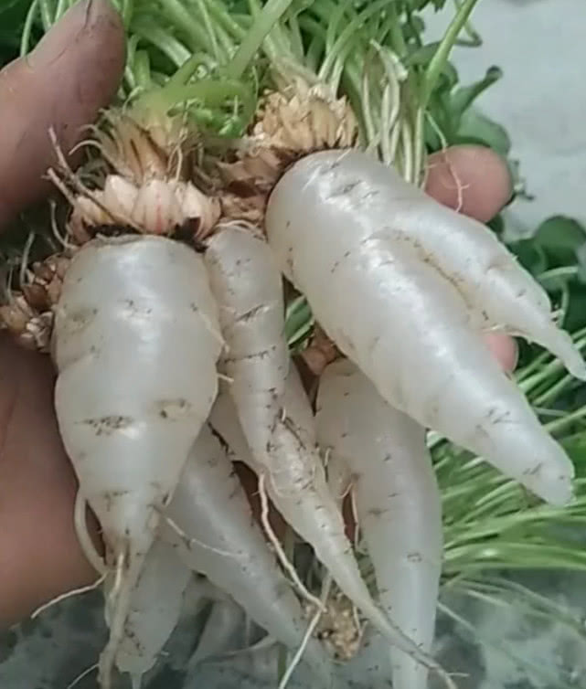 农村野生的"水晶萝卜"价值堪比人参,农民靠它年赚十几万__财经头条