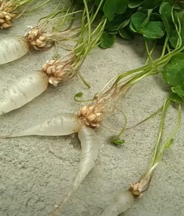 农村野生的"水晶萝卜"价值堪比人参,农民靠它年赚十几万__财经头条