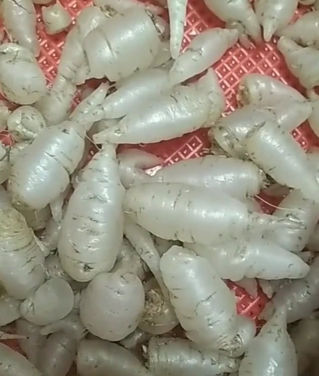 农村野生的"水晶萝卜"价值堪比人参,农民靠它年赚十几万__财经头条