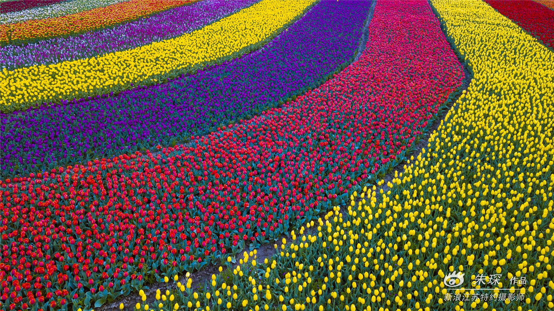 花的海洋,郁金香的世界第一次知道还有一种叫"冰淇淋郁金香"的名贵