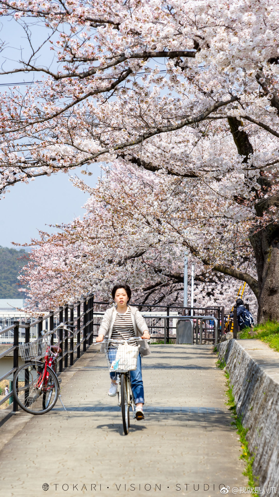 樱花季京都人是怎样赏樱的呢