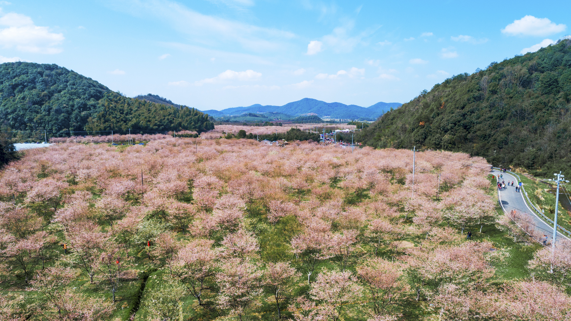 赏樱花何须去日本自驾上虞坐拥600亩樱花林关键人少还免费