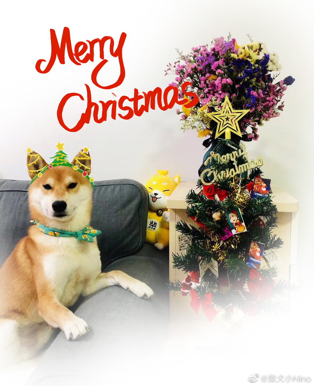 Nino祝大家平安夜快乐 圣诞节快乐 给大家表演个狗啃圣诞树 高清图集 新浪网