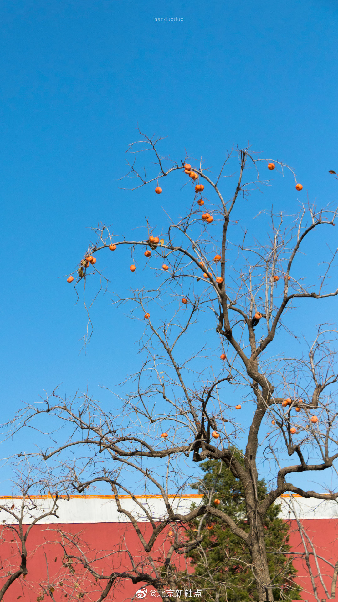 故宫| 柿子红了