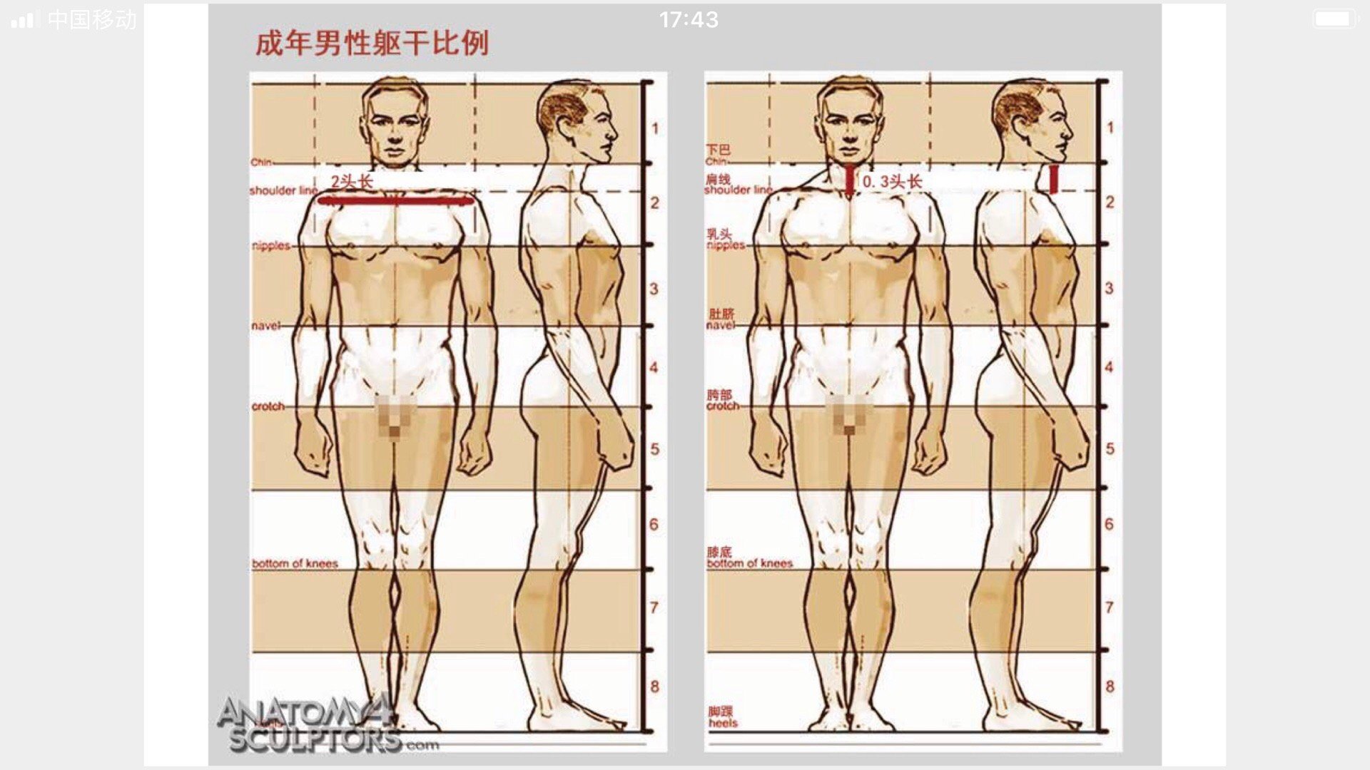绘画基础 关于人身体躯干比例图解 成年人篇