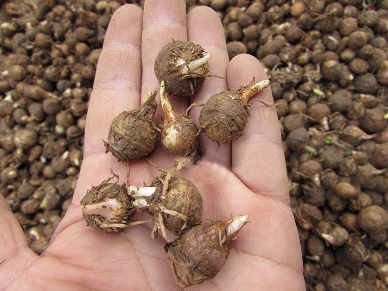 这种长得像羊眼的野草,俗称"三步跳",如今罕见且珍贵,请留意__财经