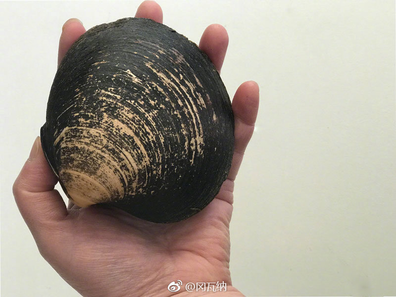 又是周末了, 冈瓦纳拍卖已经开放预览了,去(工-主号"冈瓦纳贝壳")看看