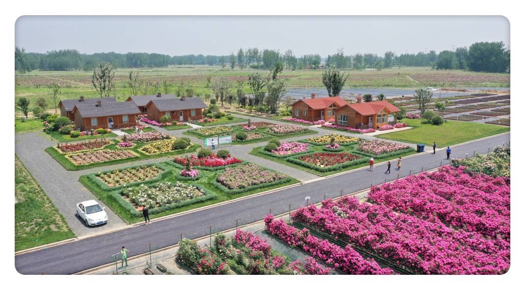 在酒都洋河,有一个独具特色的世界级玫瑰小镇.这里的玫瑰让人惊叹