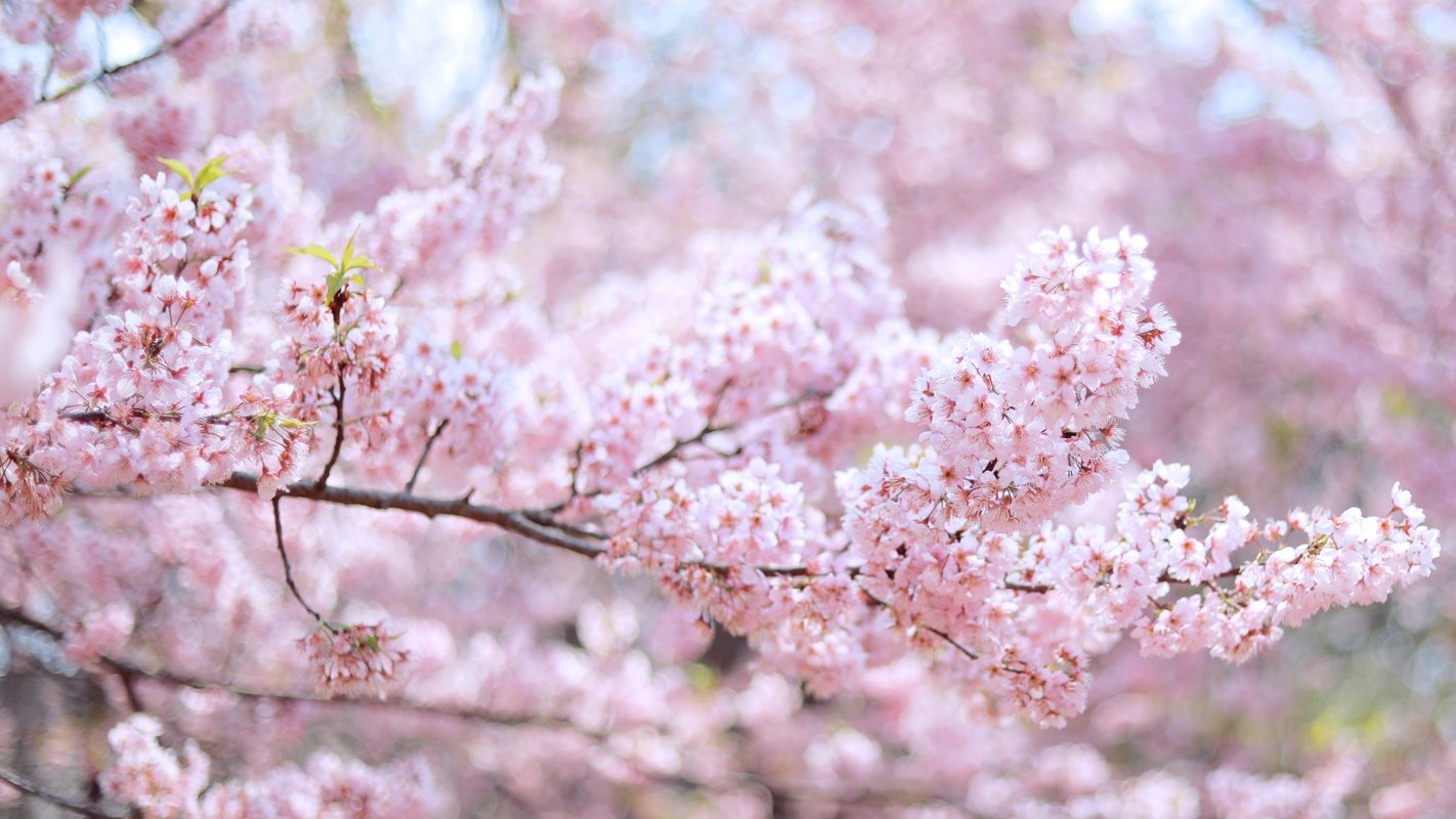 落樱花下,美如你|相册|摄影|樱花_新浪新闻