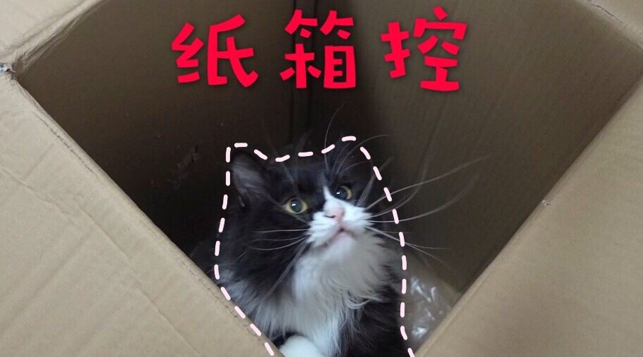 铲屎官花重金布置猫房 然而猫咪完全被纸箱吸引 玩到停不下来