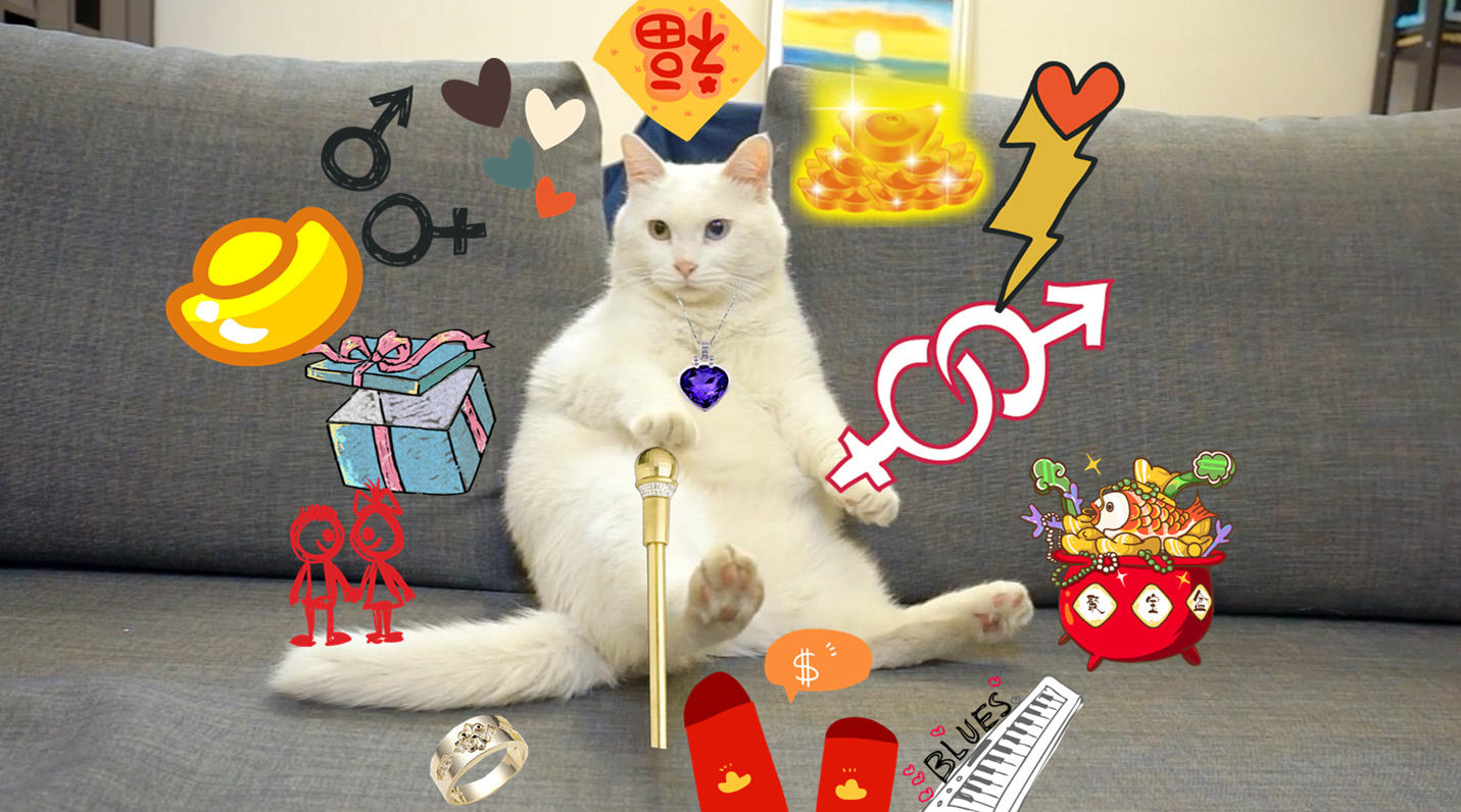 许愿猫了解下?对它许愿,居然会点头答应