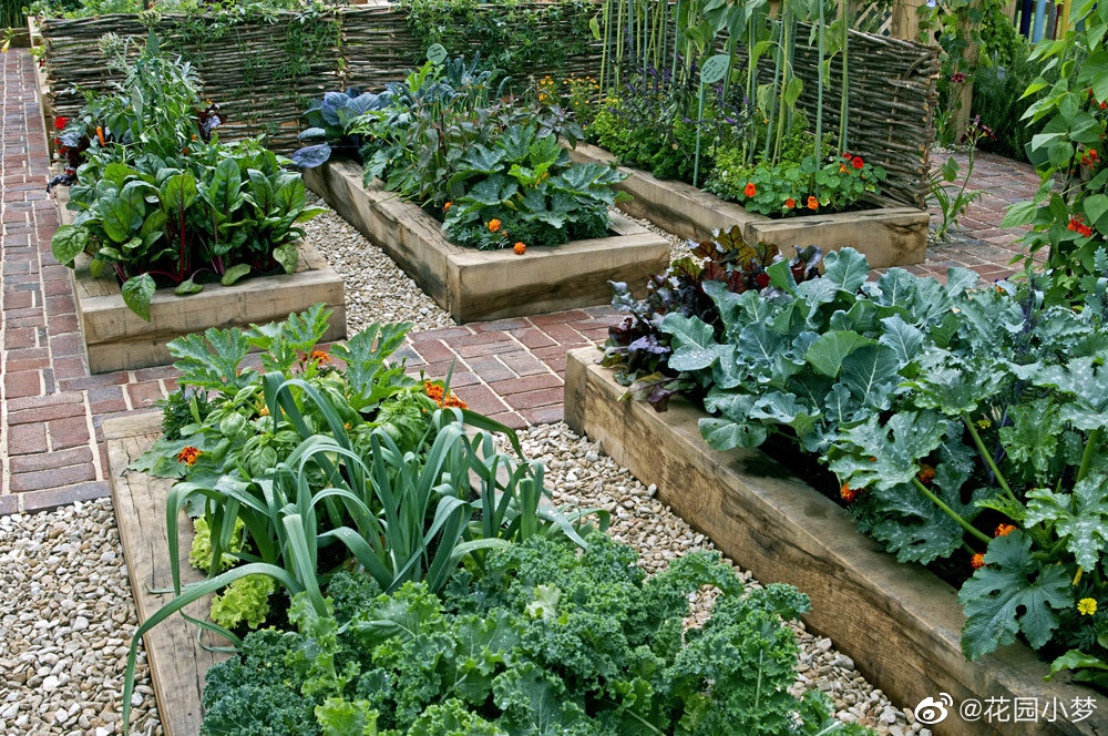 宅家这么久,越来越觉得家里有一个菜园的重要性.当然
