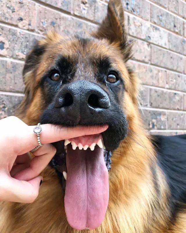 怕吓到人,狗子居然努力长了一对违和的萌耳朵?