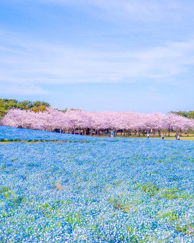 福冈梦幻美景樱花与粉蝶花的共演
