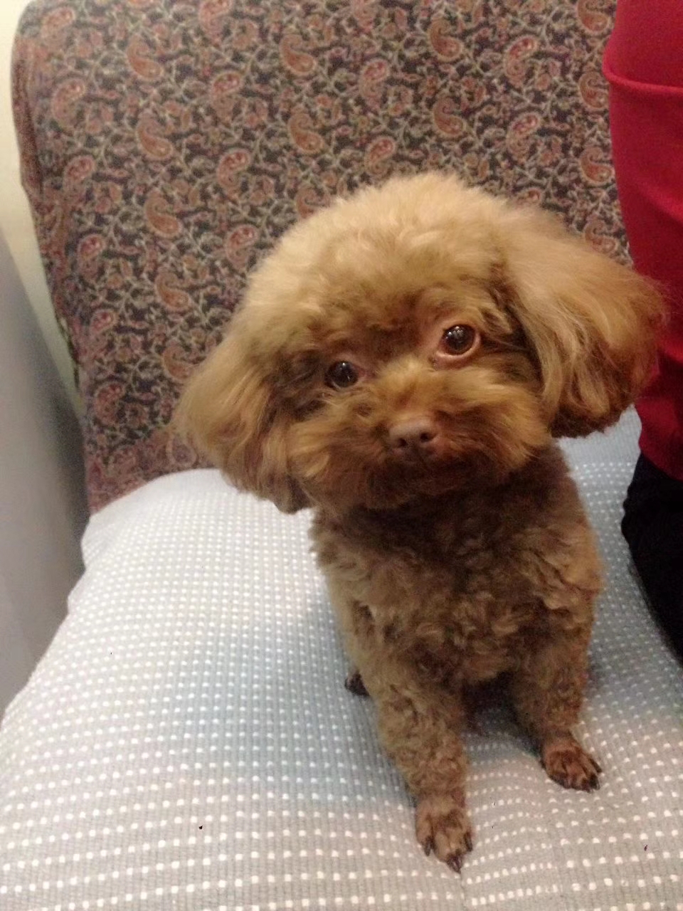 网友@羽伶爱贝贝 求助:自家的棕色小泰迪犬名字叫贝贝,8岁了男孩